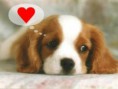 /album/fotogaleria/vsenaplochu-tapety-na-plochu-valentyn-05-jpg/